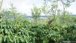 Masih di Semarang? Yuk, Keliling Kebun Kopi dan Cicipi Kopi Lokal Asli Semarang