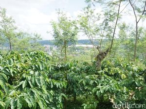 Masih di Semarang? Yuk, Keliling Kebun Kopi dan Cicipi Kopi Lokal Asli Semarang