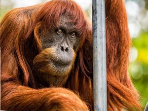 Puan, Orangutan Sumatra Tertua di Dunia Mati di Australia