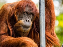 Puan, Orangutan Sumatra Tertua di Dunia Mati di Australia