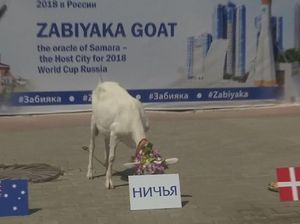 Adu Sakti Hewan Peramal di Laga Denmark Vs Australia Adu Sakti Hewan Peramal di Laga Denmark Vs Australia