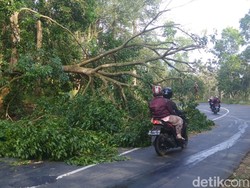 Pohon Jengkol Tumbang di Jalur Utama Jepara-Pati