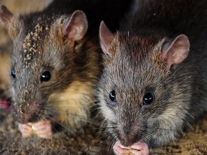 Batam Waspadai Cacar Monyet, Tikus dan Tupai Juga Bisa Menularkan Batam Waspadai Cacar Monyet, Tikus dan Tupai Juga Bisa Menularkan