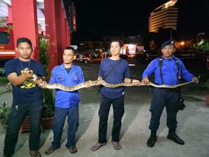 Foto: Ular Sanca 4 Meter Ditangkap Saat Hendak Cari Mangsa