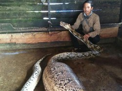 Ular Piton Ditangkap Usai Makan Babi Hutan Bulat-bulat