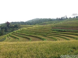 Bukan di Ubud, Ini Sawah Bertingkat Cantik di Sulawesi