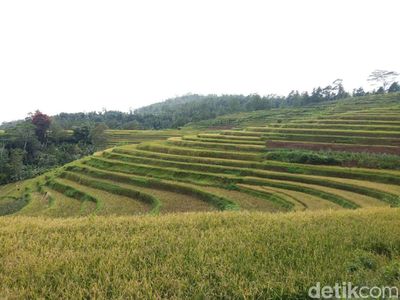 Kamu Harus Tahu, Indahnya Sawah Bertingkat di Sulawesi