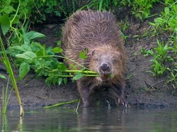 Ilmuwan Sebut Berang-berang Bisa Membantu Mengatasi Perubahan Iklim, Kok Bisa?