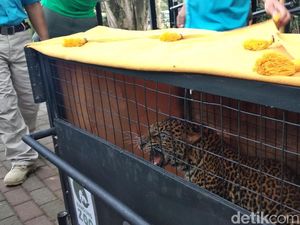 Sempat Dirawat, Macan Tutul Dilepasliarkan ke Gunung Tilu Sempat Dirawat, Macan Tutul Dilepasliarkan ke Gunung Tilu