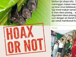 Virus Kelelawar di Daun Pisang Tewaskan Satu Keluarga? Ini Faktanya