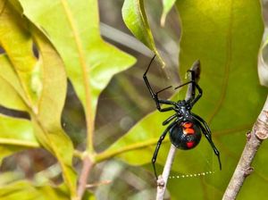 Digigit Laba-laba Janda Hitam, Pria Ini Enggak Bisa Kencing