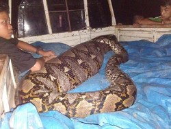 Mati Usai Makan Babi Hutan Bulat-bulat, Ular Piton Dikuliti Warga