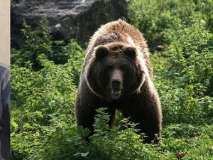 Beruang Alaska Diduga Tewaskan Pendaki dan Serang Tim Pencari