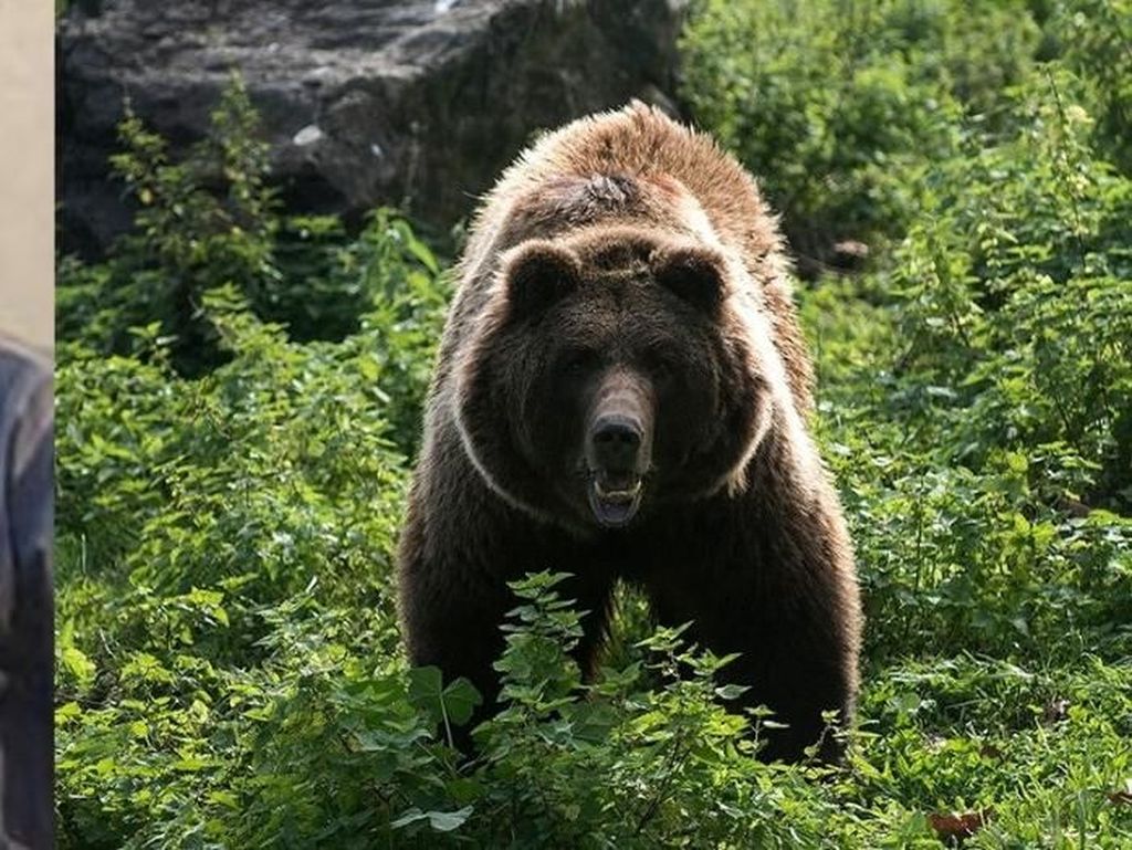Beruang Alaska Diduga Tewaskan Pendaki dan Serang Tim Pencari