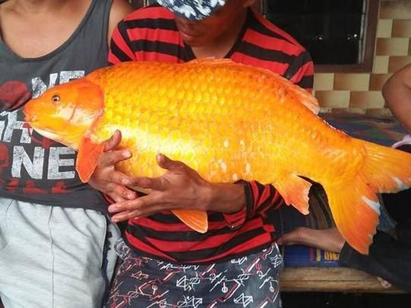 Berita Harian Ikan Mas Danau Toba Terbaru Dan Terlengkap