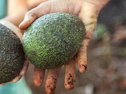 Tak Cepat Bonyok! Alpukat Ini Dilapisi Bubuk Lemak Khusus