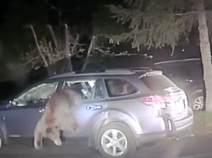 Foto: Detik-detik Penyelamatan Beruang Terperangkap dalam Mobil