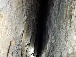 Ular Sanca Teror Warga di Pasar Rebo, Sempat Muncul Kini Hilang