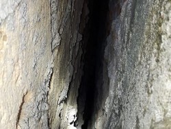 Ular Sanca Teror Warga di Pasar Rebo, Sempat Muncul Kini Hilang