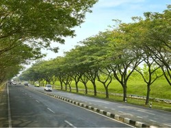 Trembesi akan Teduhkan Ruas Tol Gempol-Pasuruan