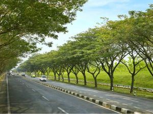 Trembesi akan Teduhkan Ruas Tol Gempol-Pasuruan Trembesi akan Teduhkan Ruas Tol Gempol-Pasuruan
