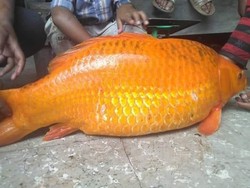 Tangkap Ikan Mas Raksasa di Danau Toba, Netizen Kaitkan dengan Mamak Samosir
