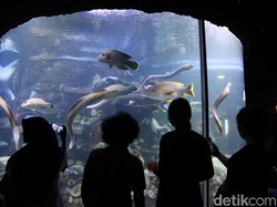 Sambut Hari Anak Nasional, Seaworld Beri Diskon 50%