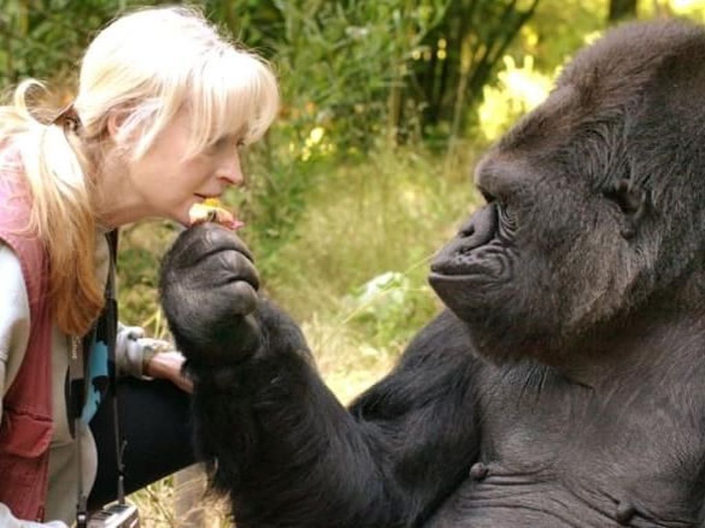 Koko, Gorila Terkenal dan Pintar Bahasa Isyarat Mati di Usia 46 Tahun