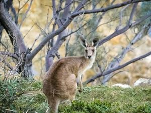 Kanguru Ini Kuasai Lapangan Bola, Demam Piala Dunia?