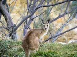 Tanaman Rumput Penyebab Sindrom Kanguru Mabuk di Victoria