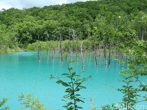 Foto: Inikah Kolam Biru Alami Paling Cantik di Jepang? Foto: Inikah Kolam Biru Alami Paling Cantik di Jepang?