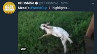 Sebelum Piala Dunia, Messi menahbiskan dirinya sebagai Greatest of All Time yang disingkat GOAT. Akronim itu berarti Kambing dalam bahasa Indonesia. Di laga melawan Kroasia, Messi diibarakan seperti Kambing yang mati. (Foto: Twitter @ODDSbible)