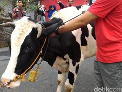 Lebaran Sapi di Boyolali
