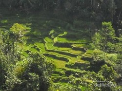 Nikmati Kopi Luwak Asli dengan Pemandangan Ini