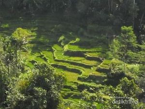 Ubud di Bali Juga Jadi Kota Terbaik Ketiga di Asia Ubud di Bali Juga Jadi Kota Terbaik Ketiga di Asia