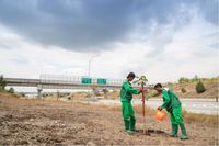 Trembesi akan Teduhkan Ruas Tol Gempol - Pasuruan