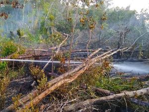 Cegah Kebakaran Hutan Jelang Kemarau, KLHK Lakukan Pemadaman Awal