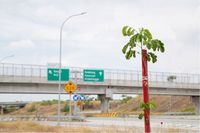 Trembesi akan Teduhkan Ruas Tol Gempol - Pasuruan