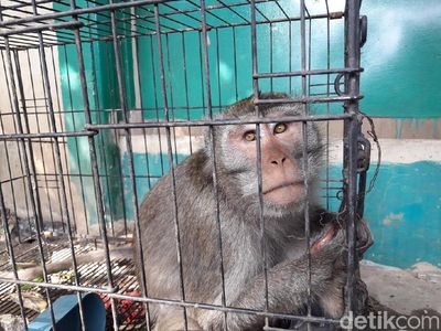 Foto: Ini Nih Monyet Liar yang Bikin Warga Bekasi Resah