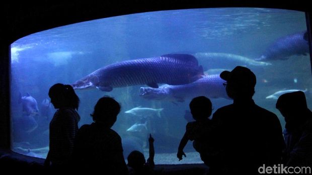 Keindahan kehidupan dasar laut menarik minat warga untuk mengunjungi Seaworld. Tak hanya itu, Seaworld juga menjadi tempat wisata edukasi bagi anak-anak.