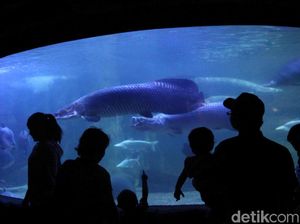 Liburan Akan Berakhir, SeaWorld Masih Ramai Pengunjung