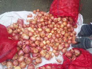 Ada Bawang Merah Palsu, Kementan: Itu Barang Reject Ada Bawang Merah Palsu, Kementan: Itu Barang Reject