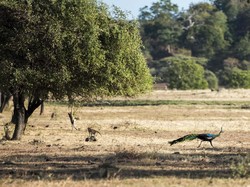 Tok..Tok..Tok.. Ada Burung Merak di Jendela