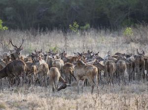 Pesona Taman Nasional Baluran