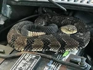 Suara Aneh Terdengar dari Mesin Mobil, Tahunya Ada Ular Derik