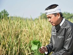 Dedi Mulyadi Ungkap Masalah Penyerapan Gabah Petani