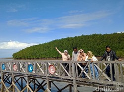 Sudah Tahu? Sinjai Punya Hutan Mangrove Kekinian