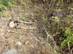 Tulang Manusia Berserakan Ditemukan di Hutan Banyuwangi