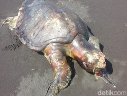 Dua Penyu Ditemukan Mati Terdampar di Pantai Jember