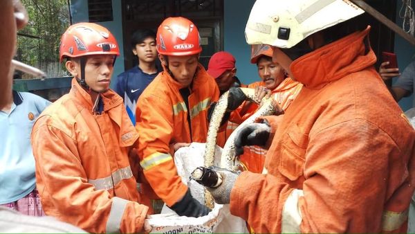 Ini Ular Sanca yang Teror Warga Pasar Rebo
